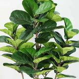 Plante artificielle  "FIGIER LYRE" 150CM ref:3345