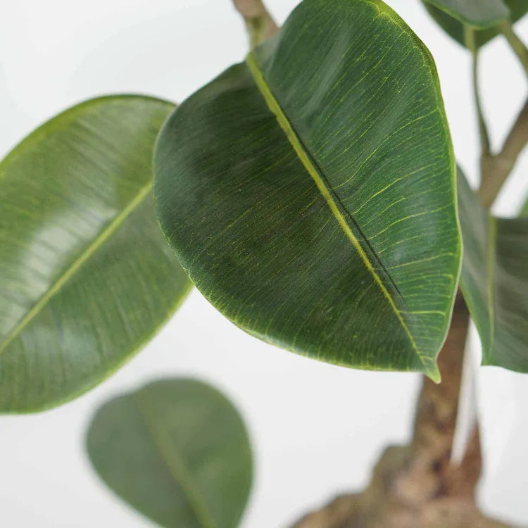 Plante artificielle  "FICUS" 140CM ref:3346
